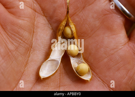 Un soja matures pod repose dans la main d'un agriculteur avec la gousse ouverte jusqu'à révéler les haricots à l'intérieur / l'Arkansas, USA. Banque D'Images