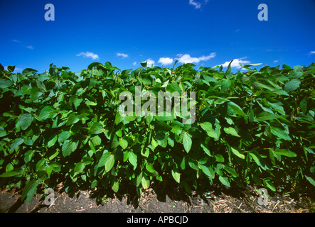 Agriculture - Weda d'une rangée de soja La croissance moyenne en été / près de Brunkild, Manitoba, Canada. Banque D'Images