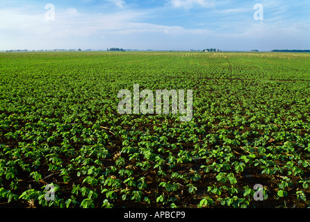 Un domaine de croissance précoce le soya en semis direct dans les résidus de maïs ; de plus en plus tôt le matin, la lumière avec des fermes dans la distance / Illinois Banque D'Images