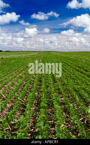 Agriculture - un domaine de croissance précoce non-labour le soja Roundup Ready de plus en plus de résidus de maïs / Iowa, États-Unis. Banque D'Images