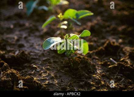 L'agriculture - Un début de la croissance des plantes de soja par le contre-jour coucher de soleil / New York, USA. Banque D'Images