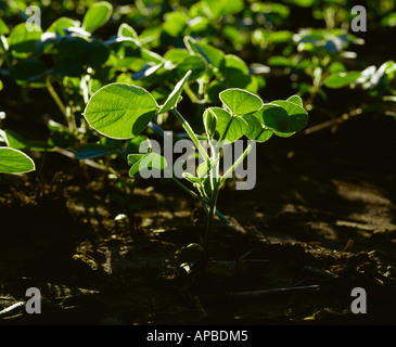 Agriculture - Début de la croissance des plantes de soja par le soleil en contre-jour / Wisconsin, Etats-Unis. Banque D'Images