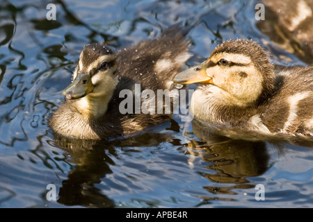 Deux canetons colverts[Anus Platyrhynchos]natation Banque D'Images