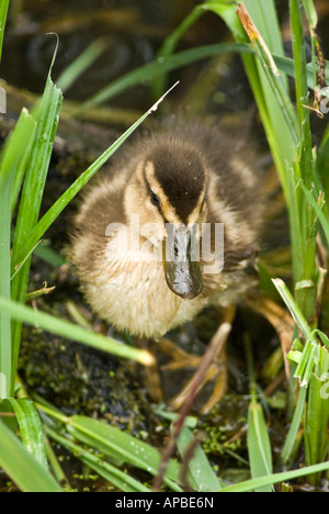 Caneton colvert[Anus Platyrhynchos] Banque D'Images