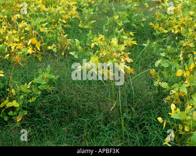 Bermuda Grass mauvaises herbes graminées Cynodon dactylon dans une très faible récolte de soja en Caroline du Nord Banque D'Images