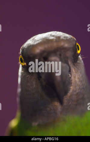 Chef d'un Poicephelus Senegalus perroquet du Sénégal d'un rétro-éclairage par yellow yeux brillants et fond violet Banque D'Images