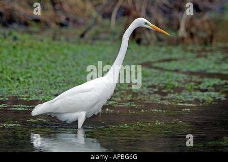 Aigrette garzette Egretta alba commune Casmerodius albus s'alimenter dans le Tyrol de l'étang Banque D'Images