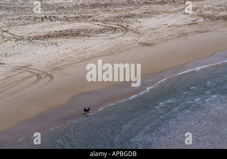 Dingo, Fraser Island, Queensland, Australie Banque D'Images