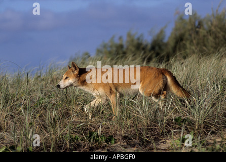 Dingo, Fraser Island, Queensland, Australie Banque D'Images