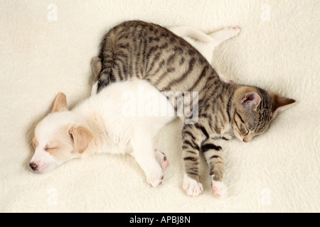 Jeune chaton et chiot jeune endormi sur le dessus de l'autre Banque D'Images