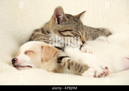 Jeune chaton et chiot jeune endormi sur le dessus de l'autre Banque D'Images