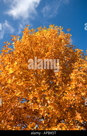 Feuillage d'automne vives contre le ciel bleu Banque D'Images