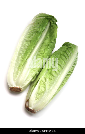 Laitue légumes Cœurs de laitue romaine Laitue Cos Banque D'Images