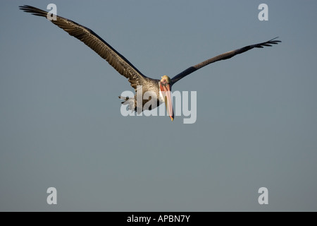 Un pélican brun monte sur la Bolsa Chica Wetlands à Huntington Beach, en Californie. Banque D'Images