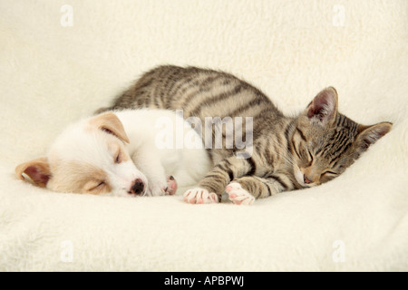 Jeune chaton et chiot jeune endormi sur le dessus de l'autre Banque D'Images