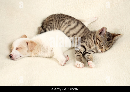 Jeune chaton et chiot jeune endormi sur le dessus de l'autre Banque D'Images