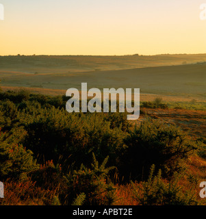 Vue sur la lande à New Forest Ridge Godshill Hampshire UK Banque D'Images