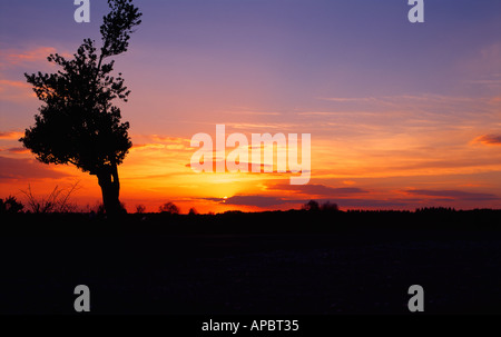 Coucher de soleil derrière un arbre isolé Nouvelle Forêt Hampshire UK Banque D'Images