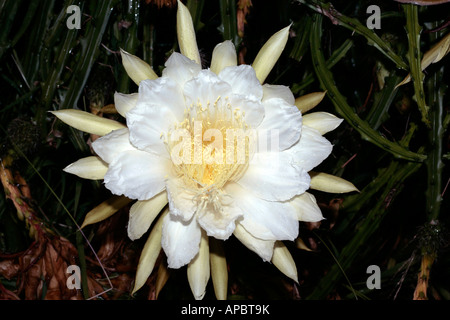 Reine de la nuit // Vanille parfumées Cactus/ Night-Blooming Cereus - Selenicereus grandiflora- Famille Cactaceae Banque D'Images
