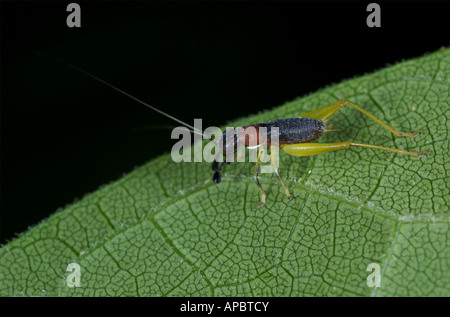 Bush à tête rouge nymphe de Cricket. Phyllopalpus pulchellus Banque D'Images