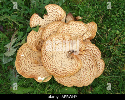 'Agaricus augustus, champignons, Surrey, Angleterre' Banque D'Images