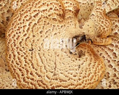 'Agaricus augustus, champignons, Surrey, Angleterre' Banque D'Images