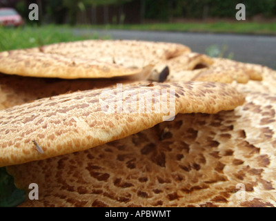 'Agaricus augustus, champignons, Surrey, Angleterre' Banque D'Images