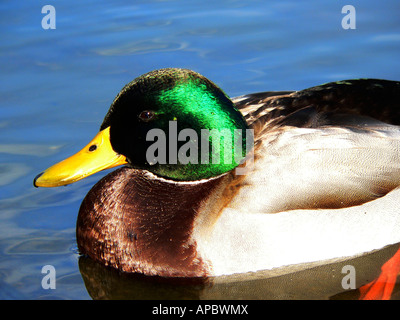 Une photo en gros plan d'un canard mâle flottant dans le Lincoln Memorial Reflecting Pool Banque D'Images