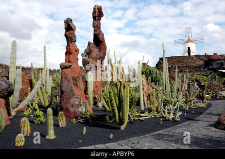 Jardin de cactus, le jardin de cactus, Lanzarote, îles Canaries, Espagne Banque D'Images