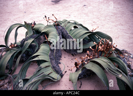 Plantes Welwitschia mirabilis Welwitschia Désert du Namib Namibie Afrique du Sud Banque D'Images
