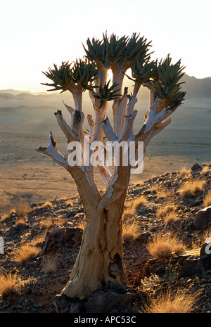 Quiver Tree (Aloe dichotoma) au-dessus de Kulala Tented Camp au coucher du soleil, près de Sossusvlei, Namibie Banque D'Images