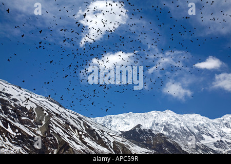 Troupeau d'oiseaux volant. Sur le chemin de Tilicho Lake. Circuit de l'Annapurna trek. Le Népal Banque D'Images