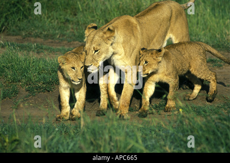 Lionne avec deux quatre mois d'oursons dans la Masai Mara National Reserve Kenya Afrique de l'Est Banque D'Images