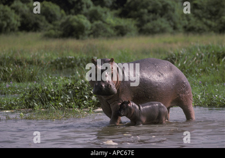 Hippopotame femelle adulte avec son bébé sur le bord du Nil au Parc National Murchison Falls Ouganda Afrique de l'Est Banque D'Images