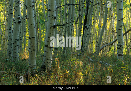 Couleurs d'automne dans les montagnes Wasatch, Utah, USA Banque D'Images