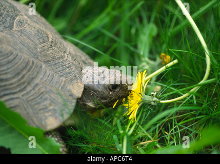 Marginated tortoise (Testudo marginata) se nourrissant sur une fleur de pissenlit (Taraxacum officinale) Banque D'Images