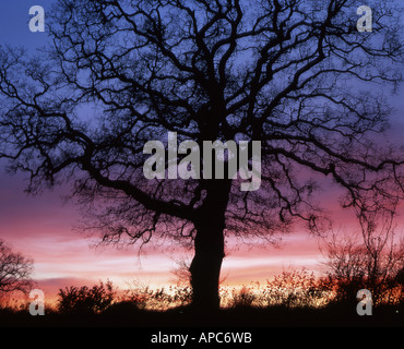 Grand chêne sans feuilles découpé sur le coucher du soleil Banque D'Images