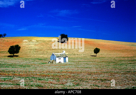 Petite hutte;oliviers ; on hillside, Cordoba, andalousie ; Banque D'Images