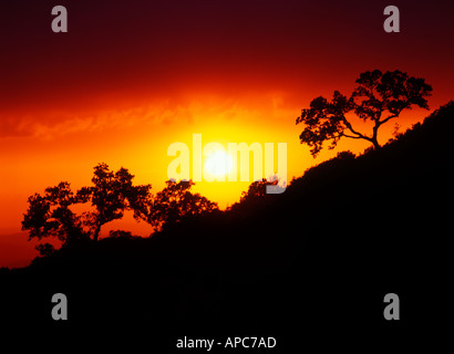 Coucher du soleil ; la silhouette ; arbres ; moron de la frontera, Andalousie ; imbécile ; frontera ; Espana ; paysage ; coucher du soleil ; storm ; théâtre ; co Banque D'Images