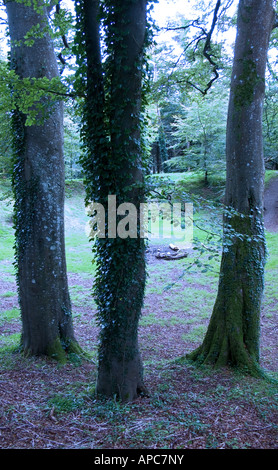 Beal Boru ring fort, Killaloe, comté de Clare, Irlande Banque D'Images