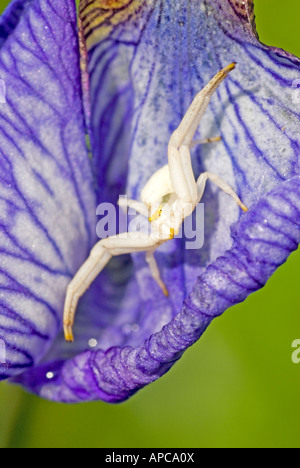 Houghton (Misumena vatia ARAIGNÉE CRABE), guettant ses proies sur une fleur d'Iris Banque D'Images
