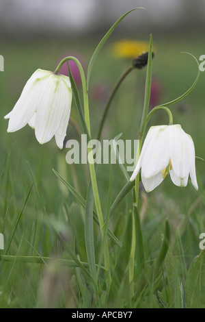 Deux serpents blanc rare Chef Fritillary fleurs dans la prairie du nord de Cricklade Wiltshire Angleterre Fritillaria Meleagris Banque D'Images