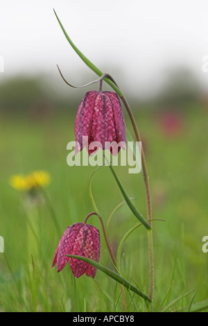 Deux Serpents Head Fritillary fleurs dans la prairie du nord de Cricklade Wiltshire Angleterre Fritillaria Meleagris Banque D'Images