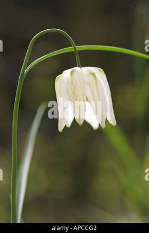 Close Up of White Snakes Head Fritillary en prairie du nord de Cricklade Wiltshire Angleterre Fritillaria Meleagris Banque D'Images