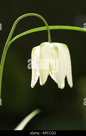 Close Up of White Snakes Head Fritillary en prairie du nord de Cricklade Wiltshire Angleterre Fritillaria Meleagris Banque D'Images