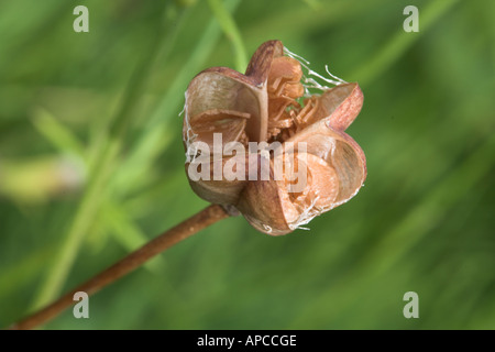 La tête de la tête de serpents Fritillary en prairie du nord de Cricklade Wiltshire Angleterre Fritillaria Meleagris Banque D'Images