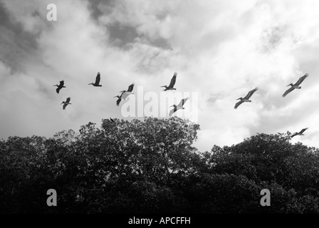 L'Celestun Wildlife Refuge, Yucatan, Mexique Banque D'Images