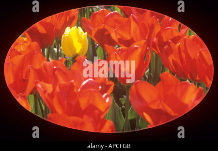 Tulipes rouges et jaunes, St James's Park, London, England, UK Banque D'Images