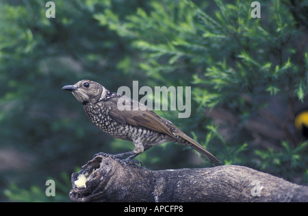 Femme oiseau chrysocephalus Sericulus Regent Banque D'Images