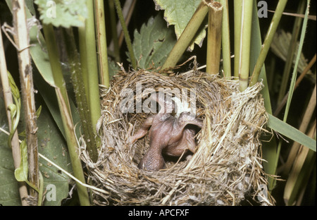 Cuckoo Cuculus canorus jeunes Ejection d'ovule de rousserolle effarvatte acrocephalus scirpaceus nid Banque D'Images